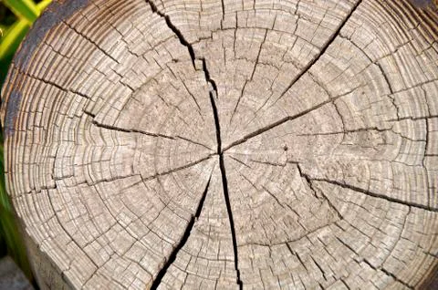 Tree rings to count the age of a tree Stock Photos