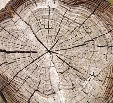 Tree rings to count the age of a tree Stock Photos
