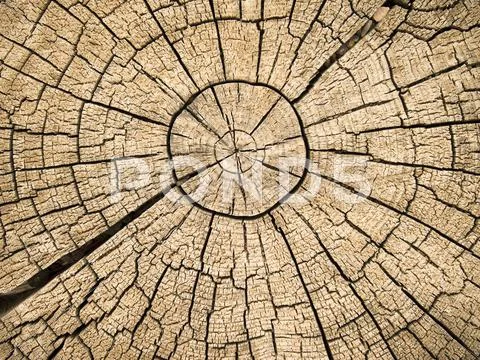 Tree rings with cracks Stock Photos
