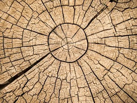 Tree rings with cracks Stock Photos