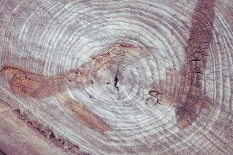 Tree rings, cross section of cut old tree. Texture of the tree from inside Stock Photos