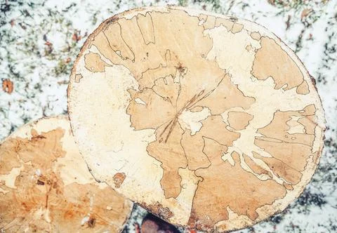Tree rings with a cross section of cut wood. Foto stock