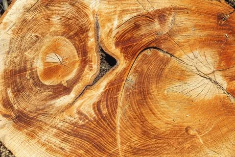 Tree rings with a cross section of cut wood. Foto stock