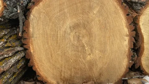 Tree rings crosscut view of annual oak tree growth over many years Stock Footage 234909478
