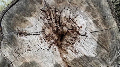 Tree rings cut to determine the age of tree close-up Stock Photos