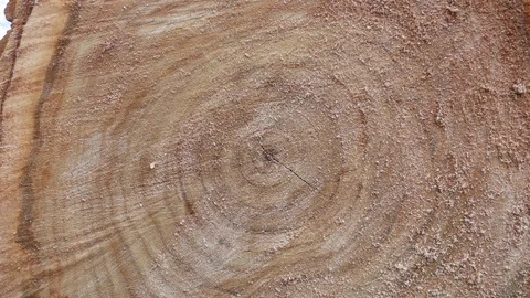 Tree rings on the cut of an old tree Stock-Footage 106997655