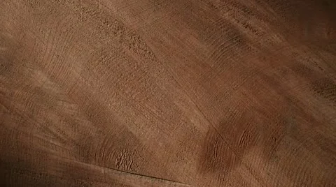 Tree rings of a fallen tree in the forest. Stock Footage 22251153