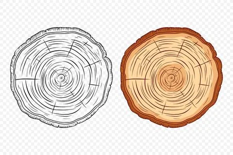 Tree Rings, Oak and Pine Slices, Lumber, and Timber Cross Section with Saw Cut Stock Illustration