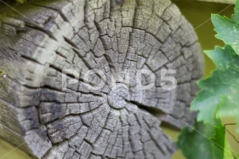 Tree rings old weathered wood texture with the cross section of a cut Stock Photos