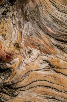 Tree rings pattern macro Stock Photos