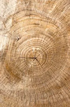 Tree rings Stock Photos