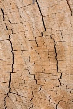 Tree rings Stock Photos