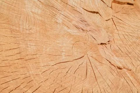 Tree rings Stock Photos