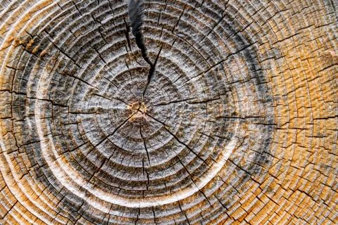 Tree Rings Stock Photos