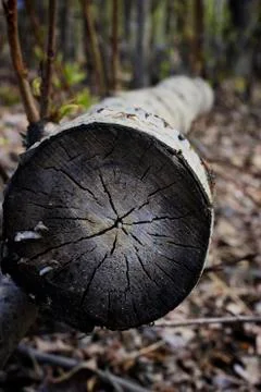 Tree Rings Stock Photos