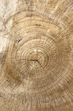 Tree rings Stock Photos