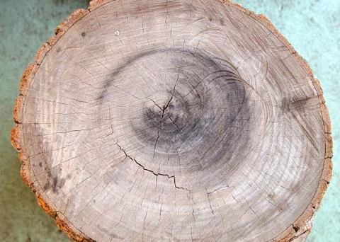 Tree rings Stock Photos