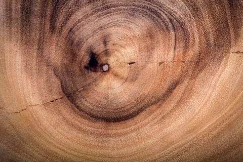 Tree rings Stock Photos