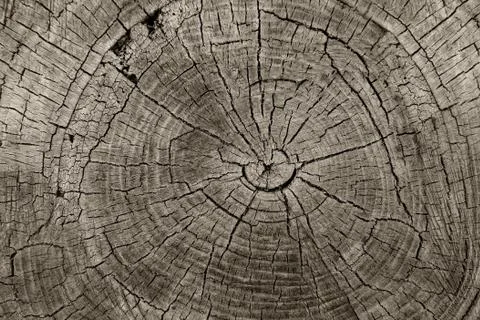 Tree rings Stock Photos