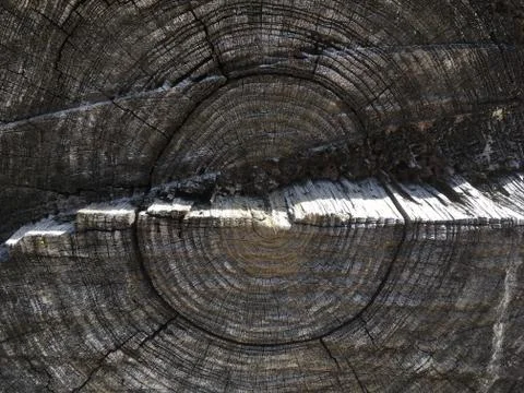 Tree Rings 库存照片