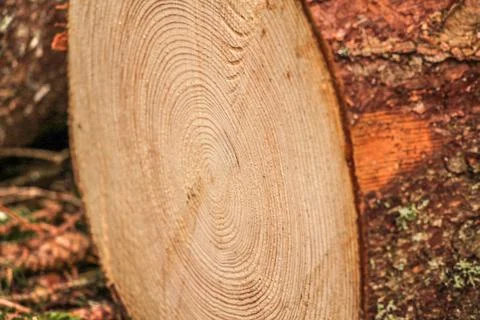 Tree rings Stock Photos