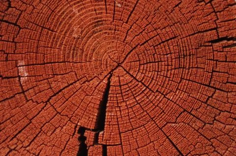 Tree rings Stock Photos