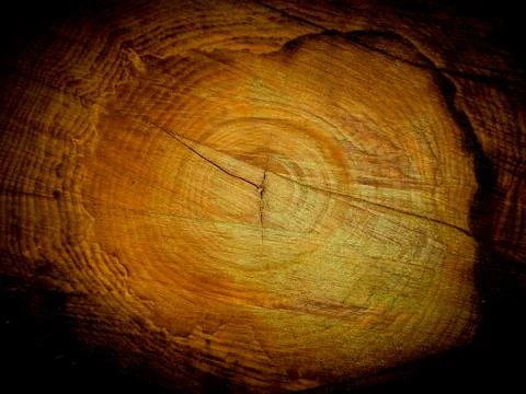 Tree Rings Stock Photos