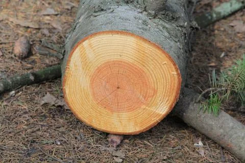 Tree rings Stock Photos