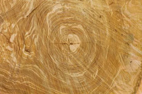 Tree rings Foto stock