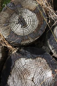 Tree rings Foto stock