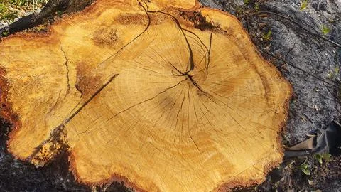 Tree rings Stock Photos