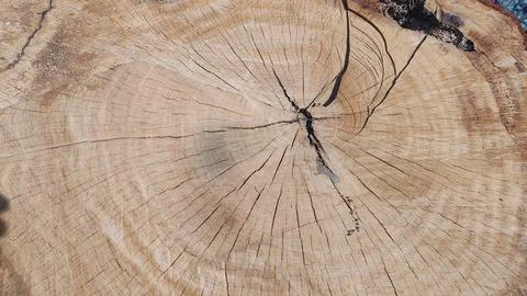 Tree rings Stock Photos