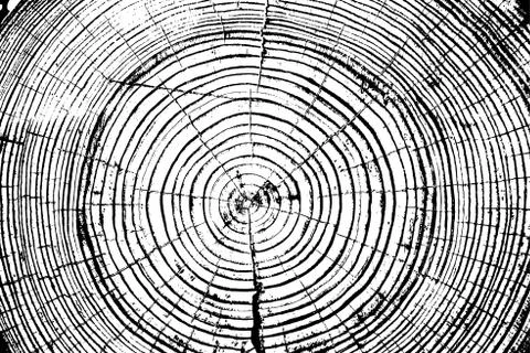 Tree rings saw cut tree trunk background. vector illustration. 스톡 일러스트