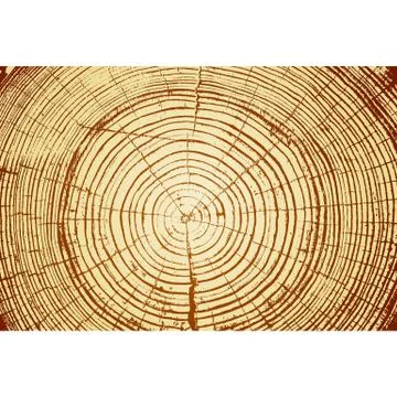 Tree rings saw cut tree trunk background. Vector illustration. Stock Illustration