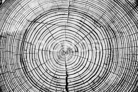 Tree rings saw cut tree trunk background. Stock Photos