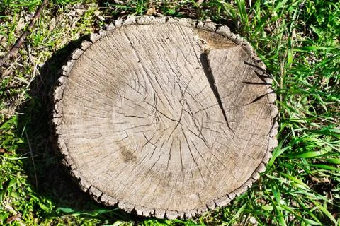 Tree Rings of stump Stock Photos