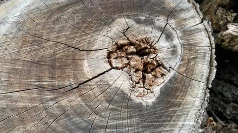 Tree rings on tree cut close-up Stock Photos