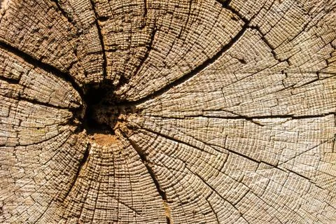 Tree rings on a weathered tree trunk Stock Photos
