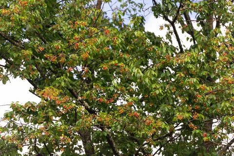 A tree with ripe cherries Stock Photos