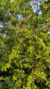 Tree with ripe cherries Stock Photos