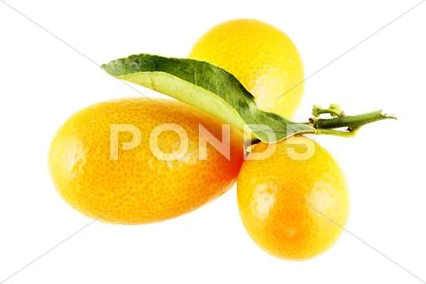 Tree ripe kumquats Stock Photos