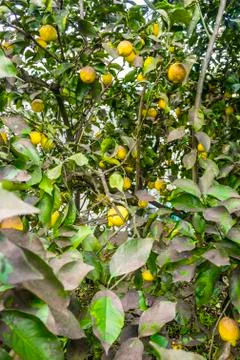Tree with ripe lemons Stock Photos