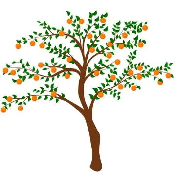 Tree with ripe persimmon isolated on white Stock Illustration