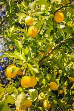 A tree with ripe yellow lemons on branches among green leaves, summer harvest Stock Photos