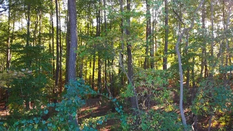 Tree Rise shot Stock Footage 97296096