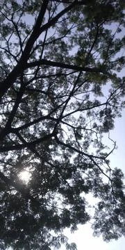 A tree that rises high into the clouds Stock Photos