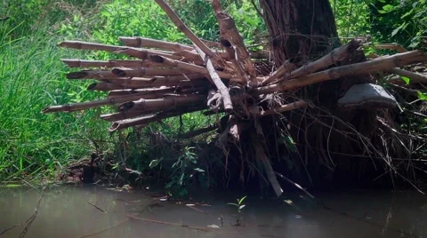 The tree in the river. Almost swamp. Hot summer day. Countryside Stock Footage 68142933