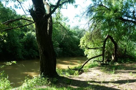 Tree With River And Sky 写真素材