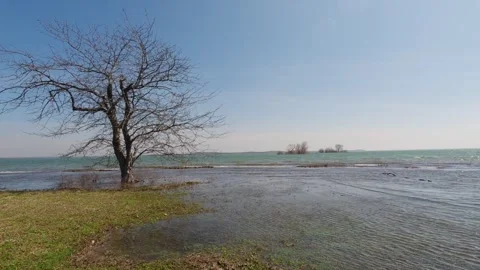 Tree on a river bank Stock Footage 253722126