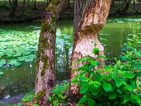 Tree on river bank gnawed by beavers Stock Photos
